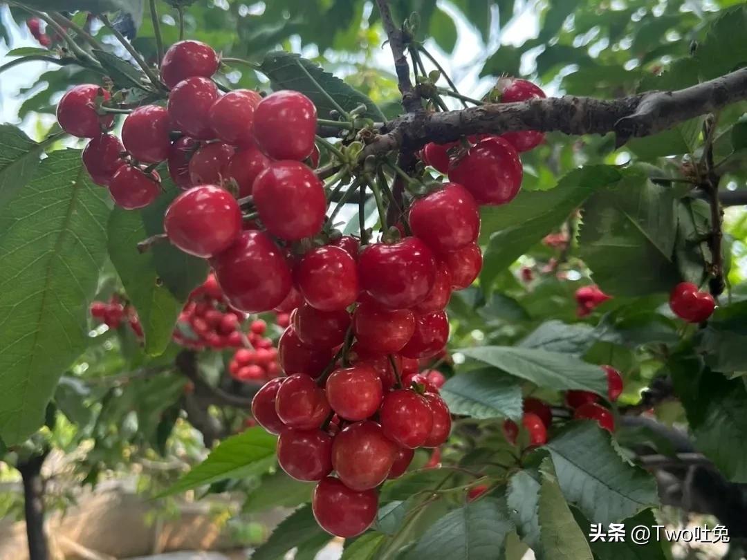 车厘子和樱桃可以有什么区别,车厘子和樱桃到底有什么区别呢