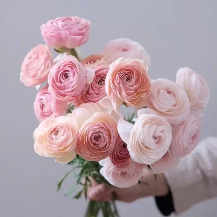 三月花事Vol.2|那些属于女神们的花