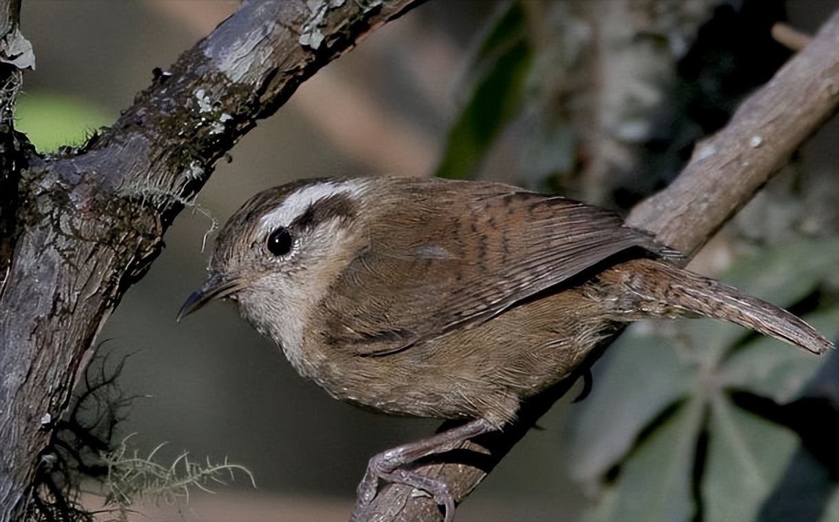 50张最佳鸟类摄影作品,鸟儿大全大图