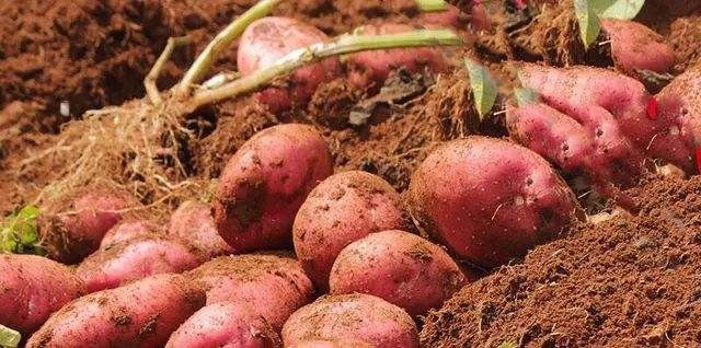 全国哪的土豆最好吃,哪个地方的土豆最好吃最有营养