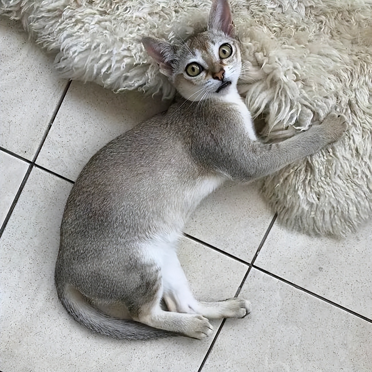 家猫常见的8个品种,常见的家猫都是什么品种