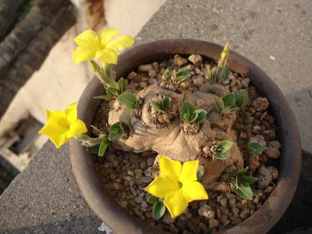 10种名贵花,什么名贵的花最好养