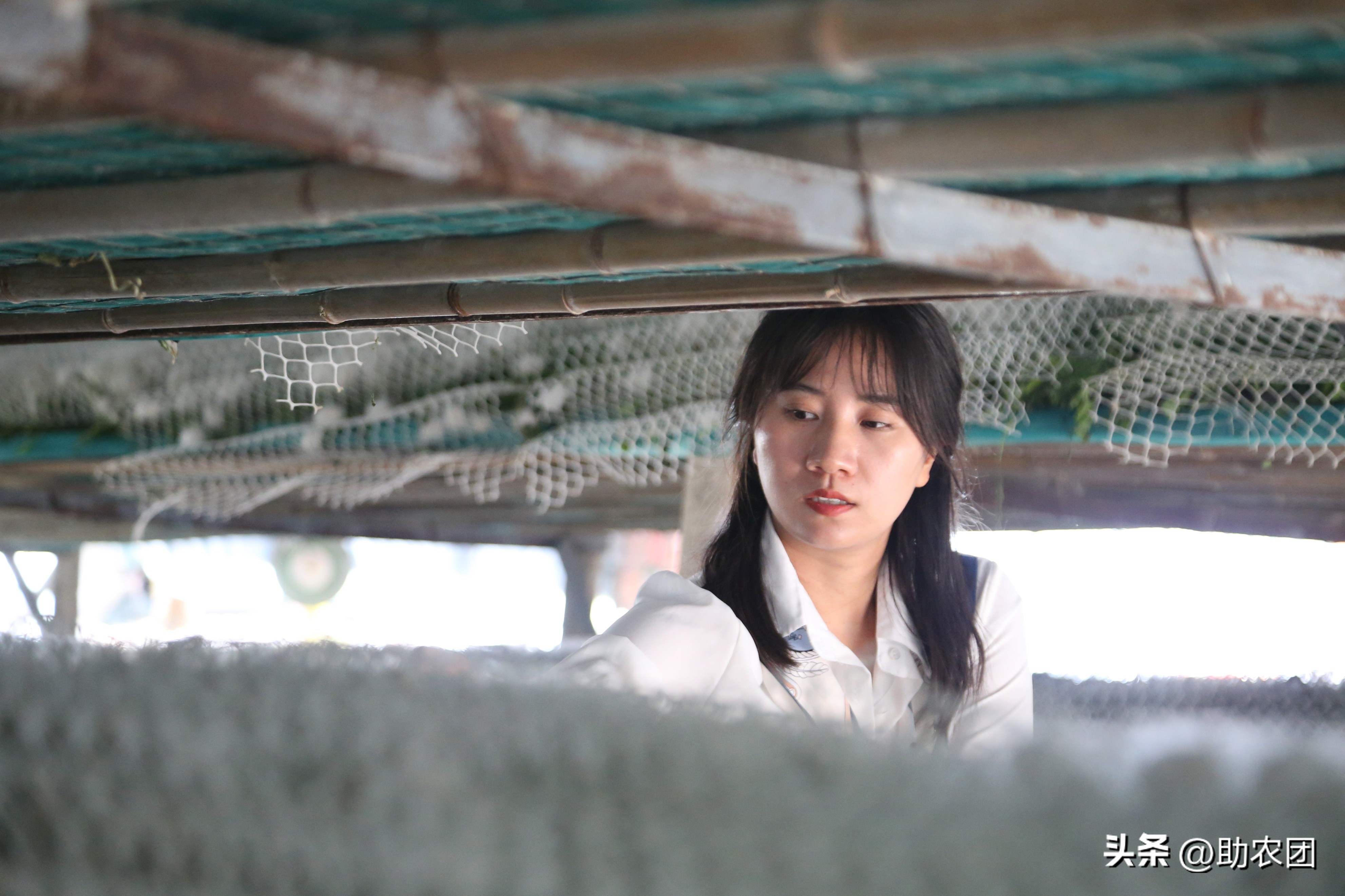 轮椅女孩开网店攒下70万返乡创业，租下150亩地养蚕能成功吗？