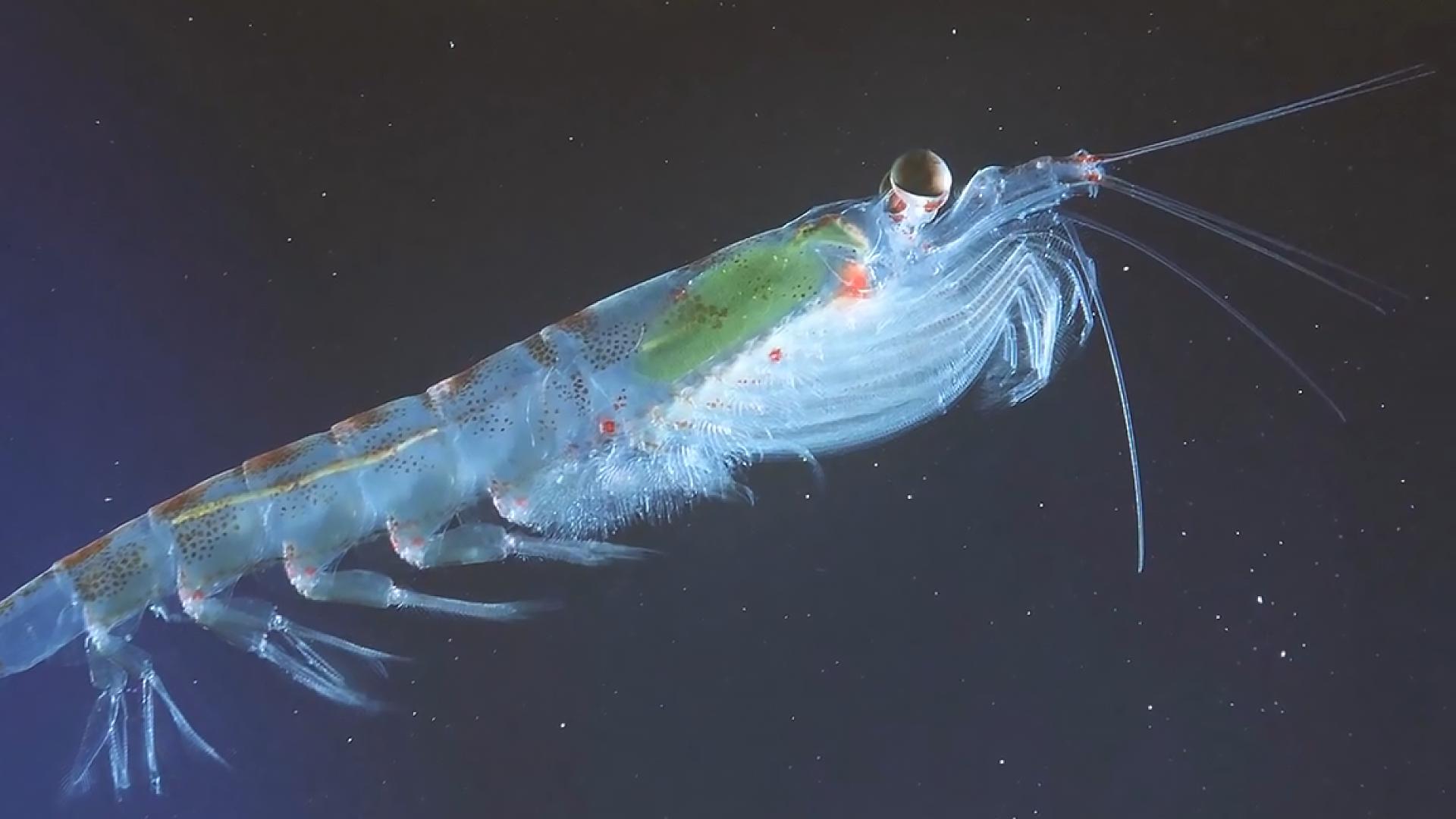 水母无法在冬天存活,水母不动了还能活吗