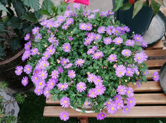 百花种类大全,百花的种类有哪些