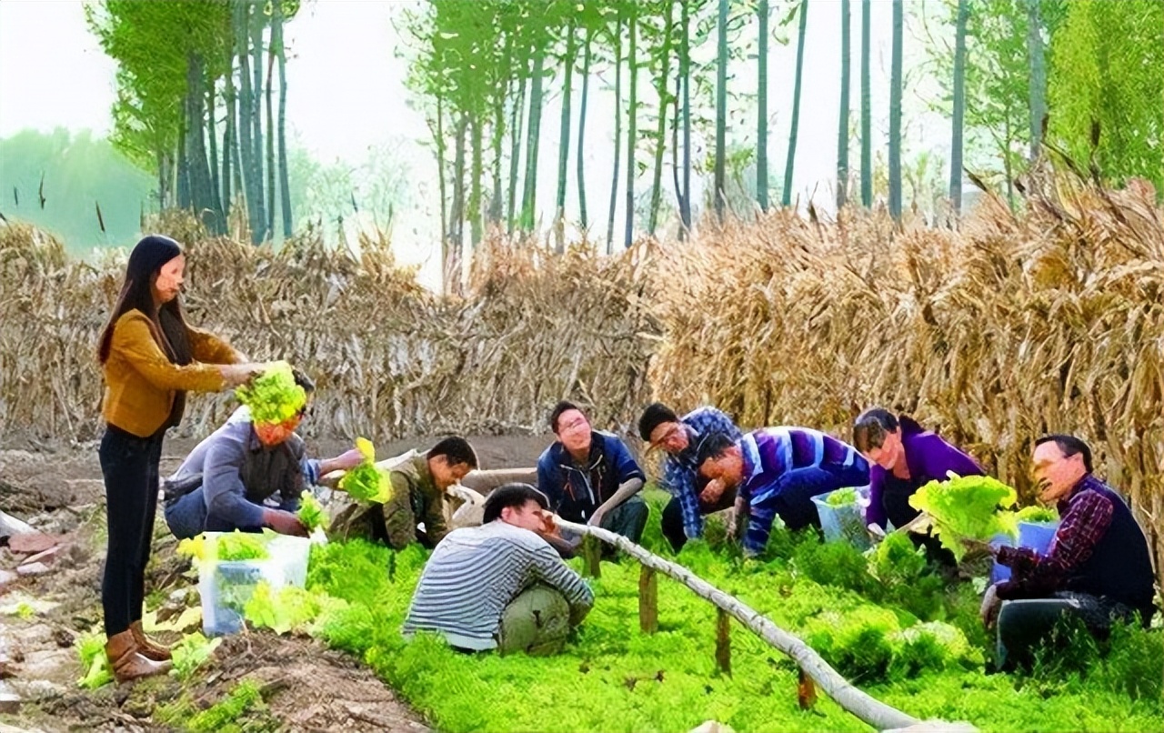 农村女博士靠种地年收入800万,清华女博士种地十一年收入八百万