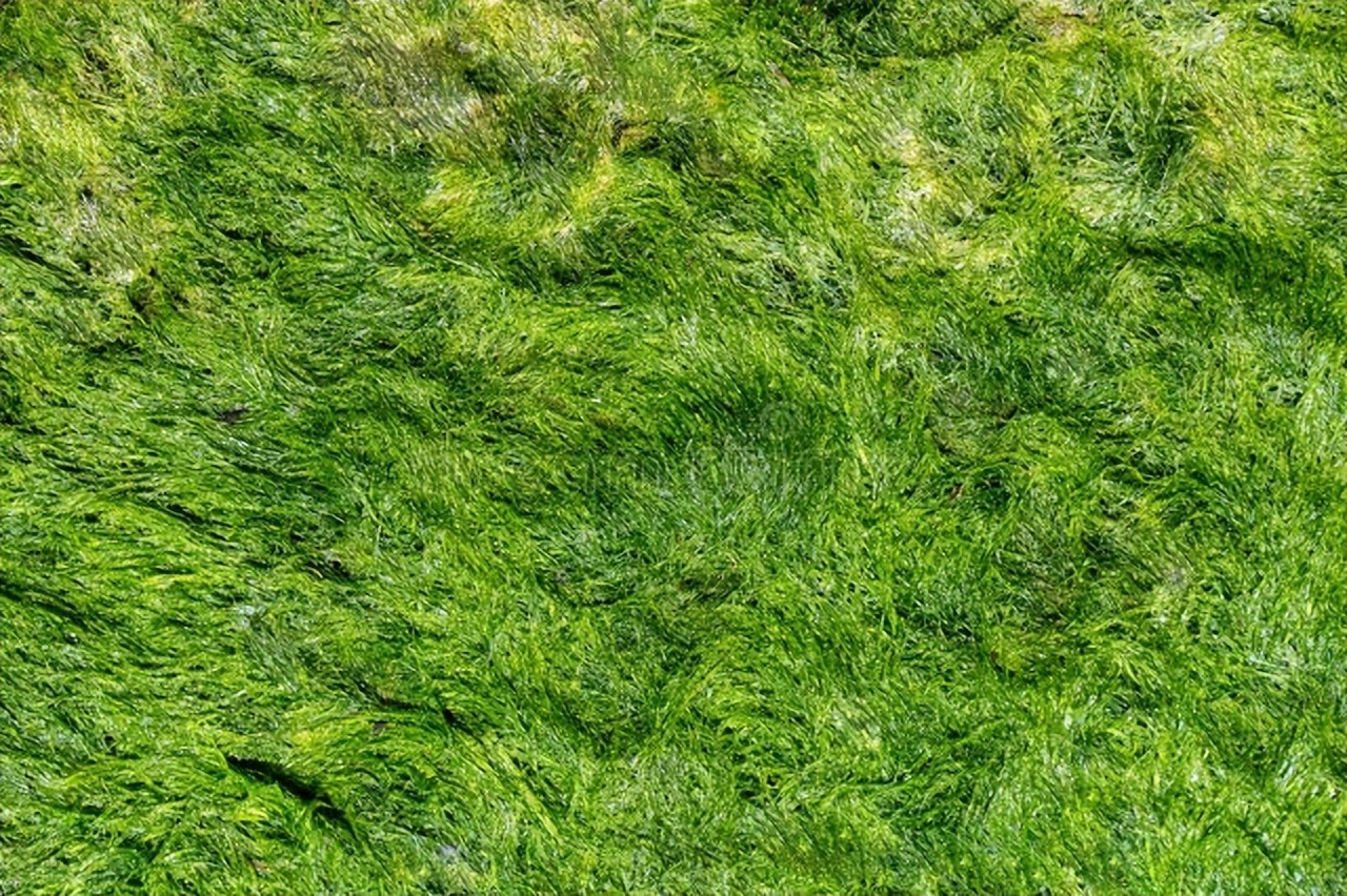 海藻有化痰的功效吗,海藻能散瘿破气