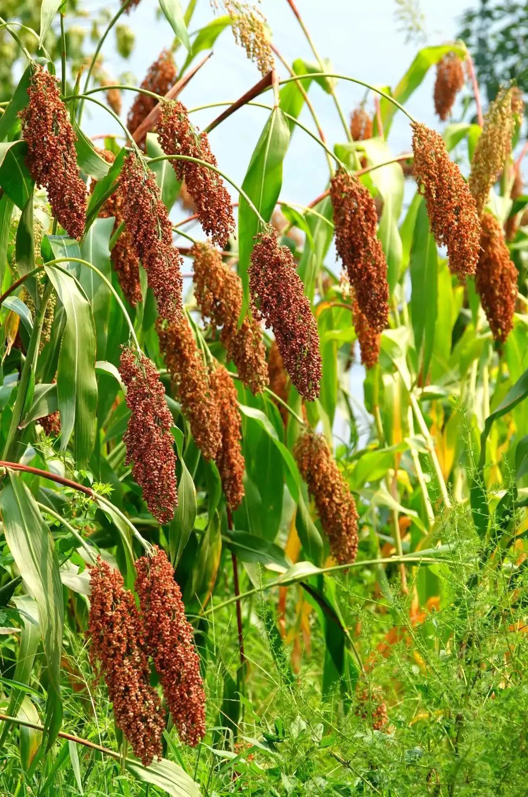 高粱种子图片大全,大片高粱成熟图片