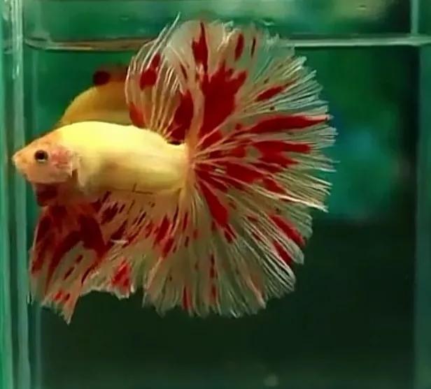 养斗鱼榄仁叶需要一直放在水里吗,养斗鱼用的榄仁叶怎么使用