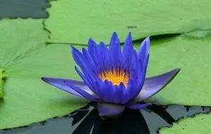 蓝睡莲美,蓝睡莲