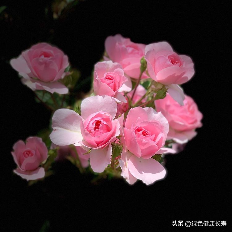 世界花园风景,世界花园