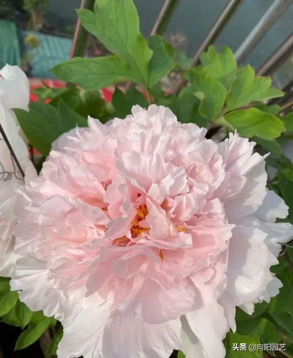 牡丹栽上第二年不开花,牡丹开花期和牡丹花期