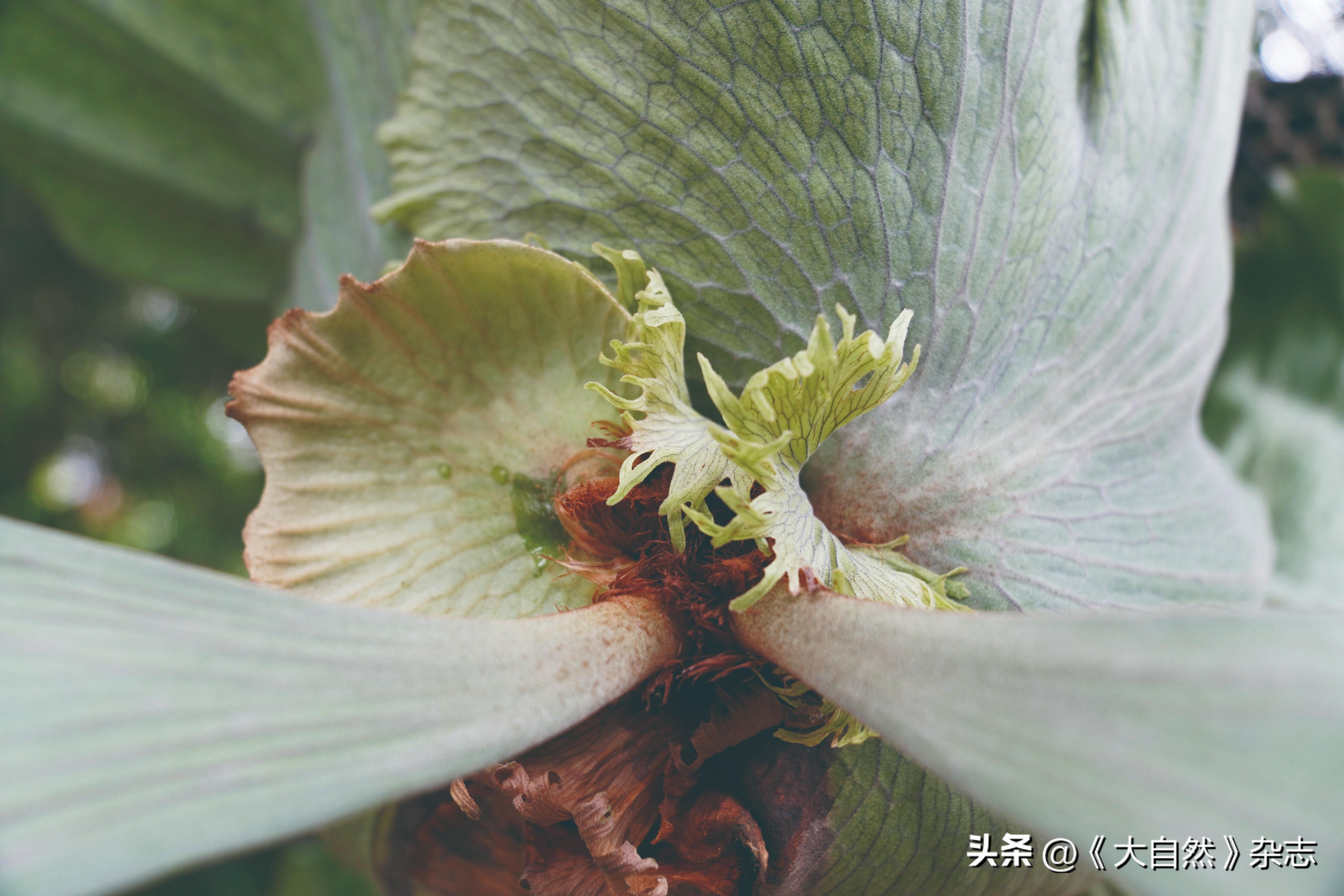 林深时见“鹿”，解谜鹿角蕨