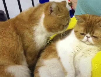 加菲猫最贵的品种,加菲猫为什么不建议购买