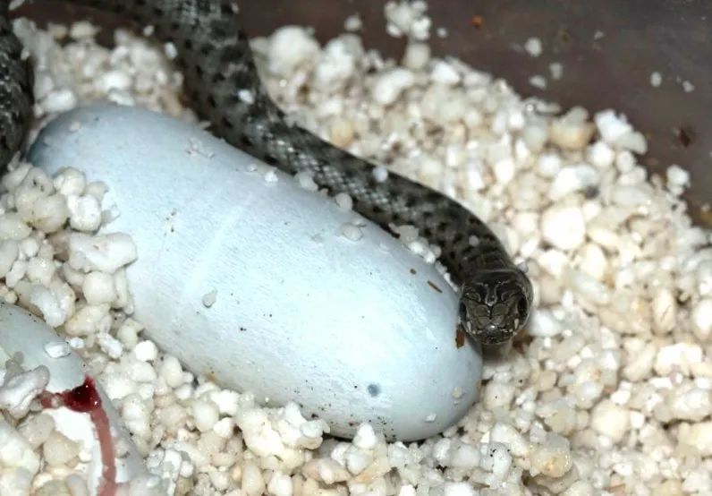 「原来欧洲有这么多种蛇？！」偷师卡塞尔的豢龙大师·下