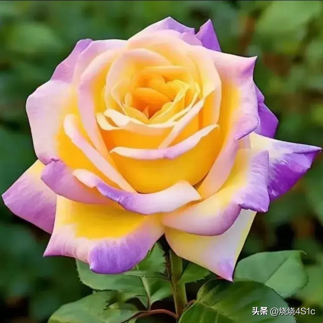 月季花开姹紫嫣红争奇斗艳,月季花开了千姿百态美不胜收