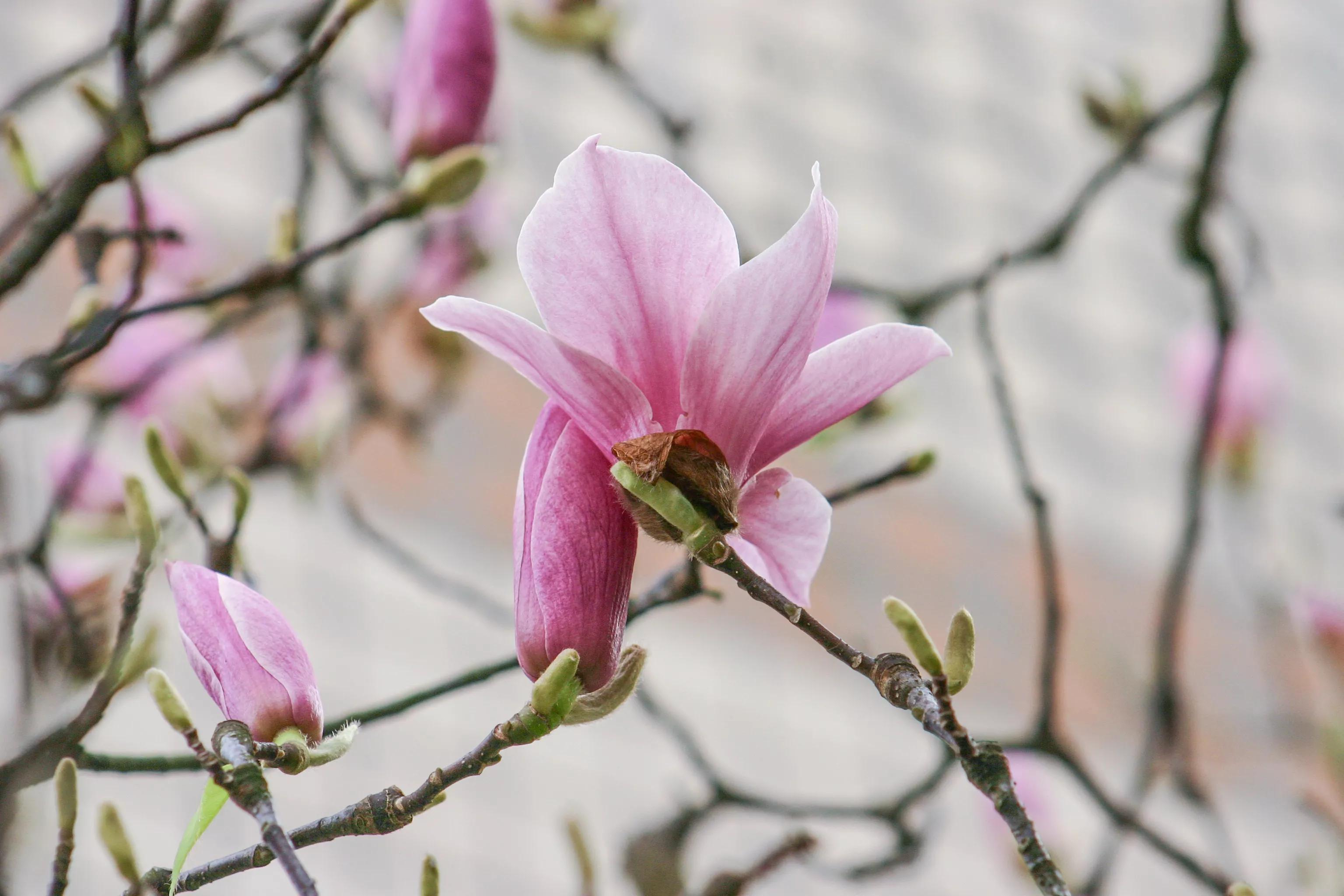 佳能入门机器能拍出好照片,佳能300d入门级