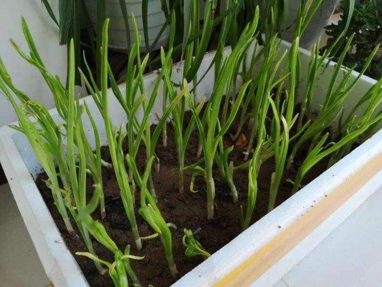 不建议在阳台种的8种菜,阳台种菜推荐种什么