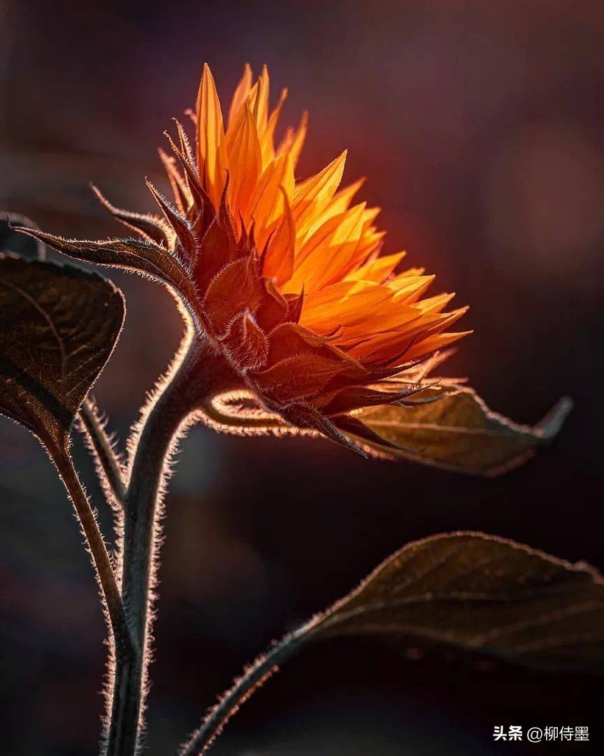 怎样用手机拍出向日葵好看的照片,向日葵怎样拍好看