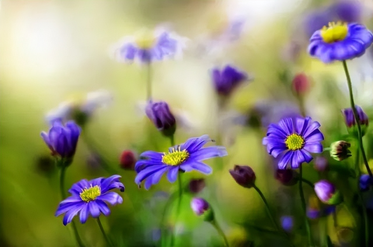 足不出户看美景的心情句子,春天溜达散心的句子
