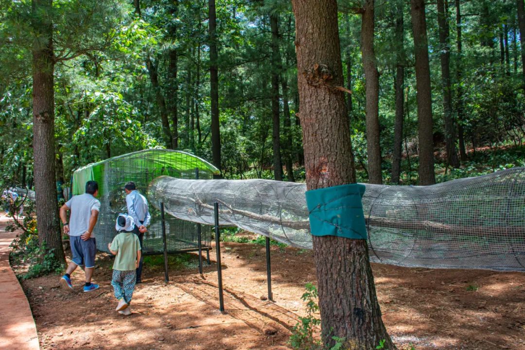 昆明国庆周边游露营,昆明春游露营的地方