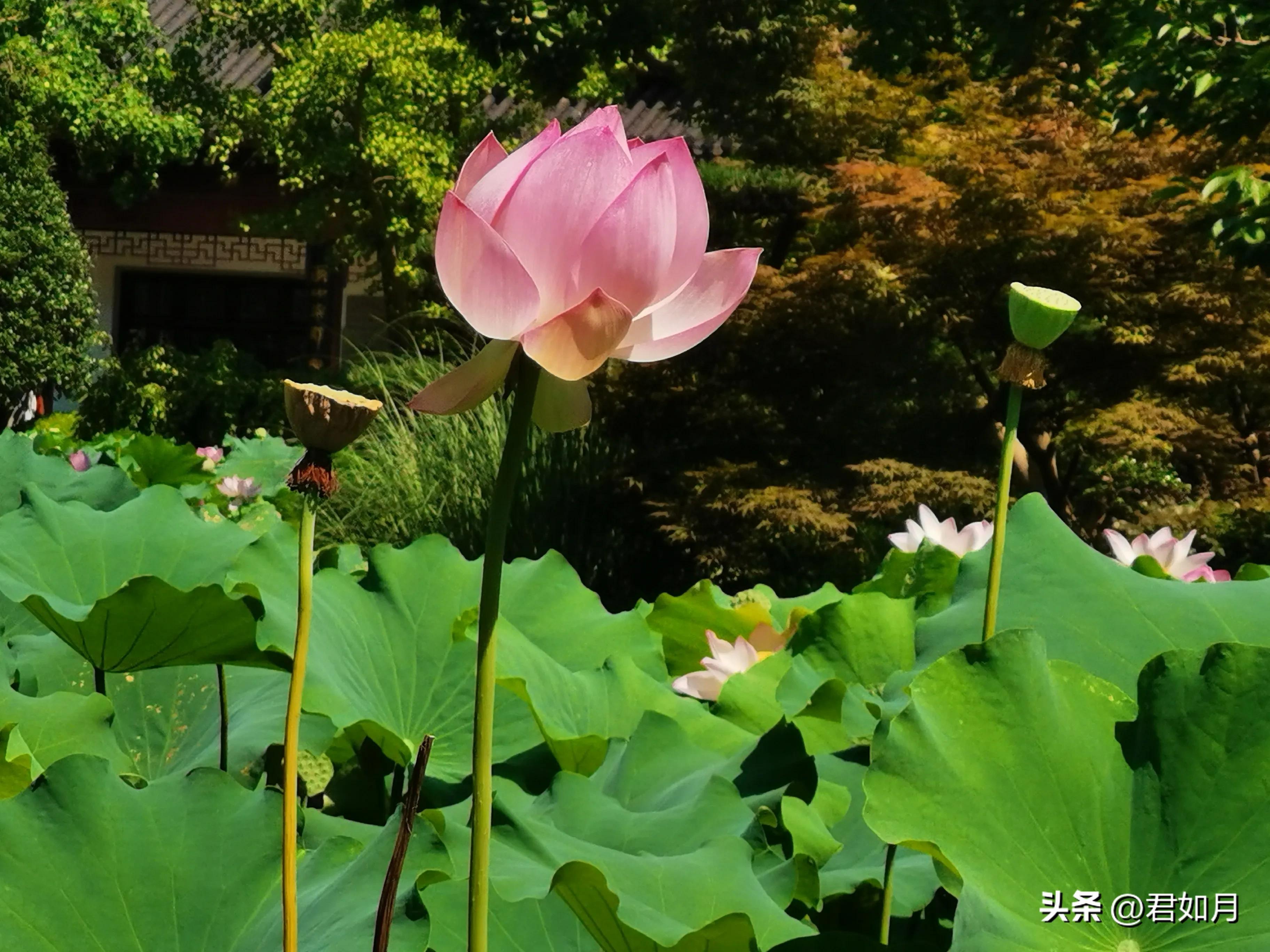 上海旅游遇梅雨,上海夏季雨夜美景