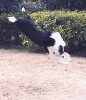 “这狗我认识，考试坐我旁边。”你什么时候被宠物的智商震惊过？