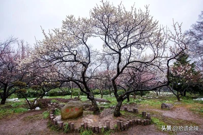 南京红梅花价格,南京的梅花是什么样的