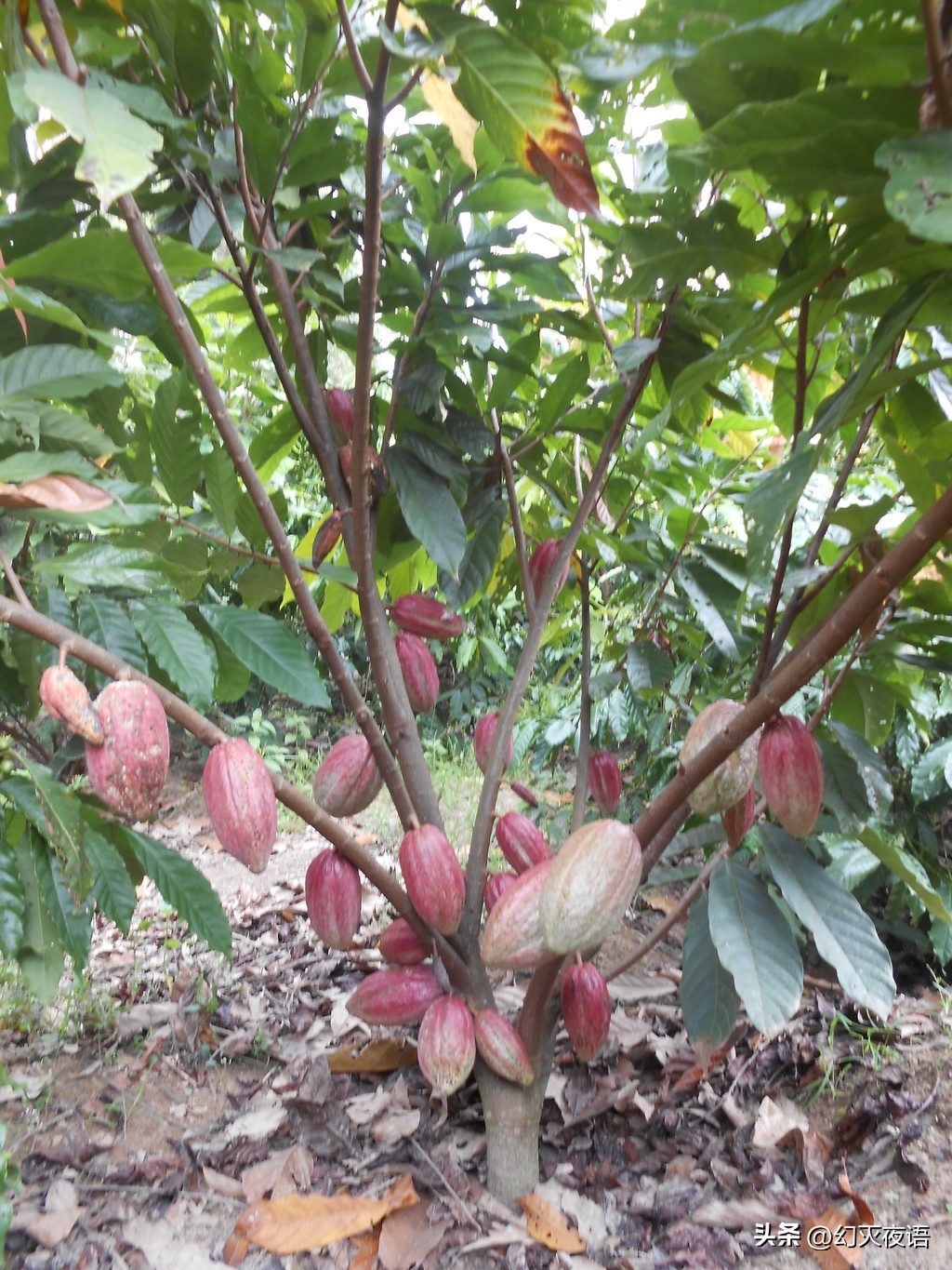 油腻肥男淫欲无度,各国美女名模为之疯狂,4国通缉如今人间蒸发