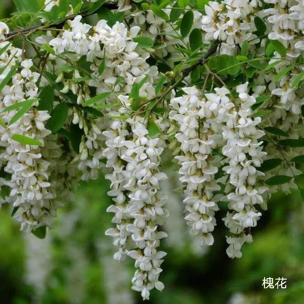 100种花草图片欣赏,50种花草图片大全