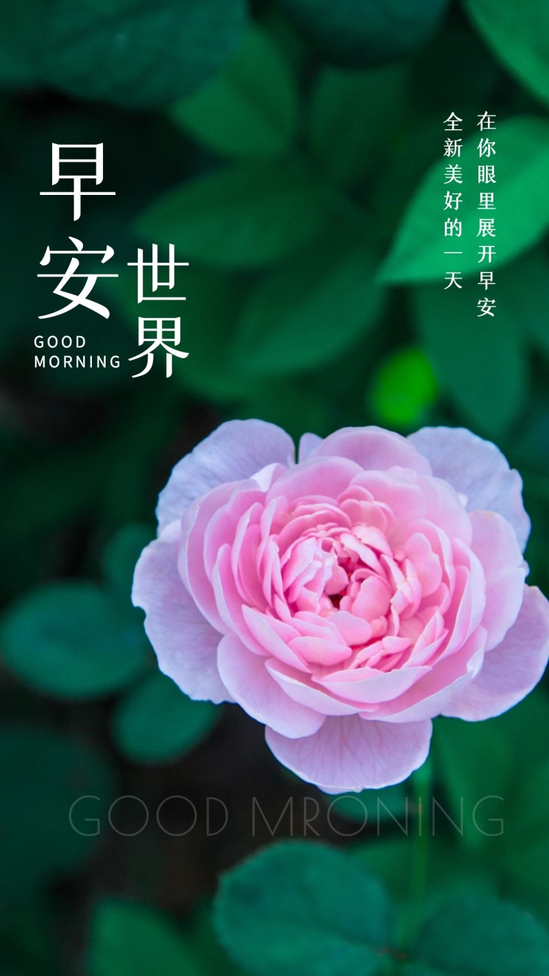 早安心语生活语录经典句子,早安心语人生苦短用心生活