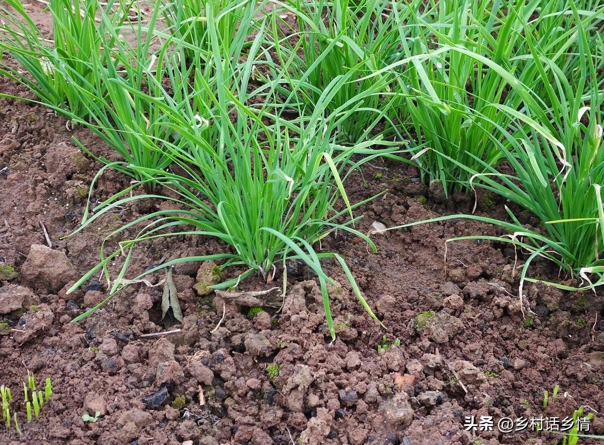 韭菜叶子上有小白点怎么回事,韭菜有黄叶和白点怎么回事