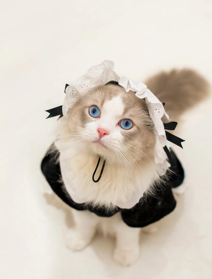 布偶猫好养吗看完你就知道答案了,布偶猫养小的好还是长大了的好