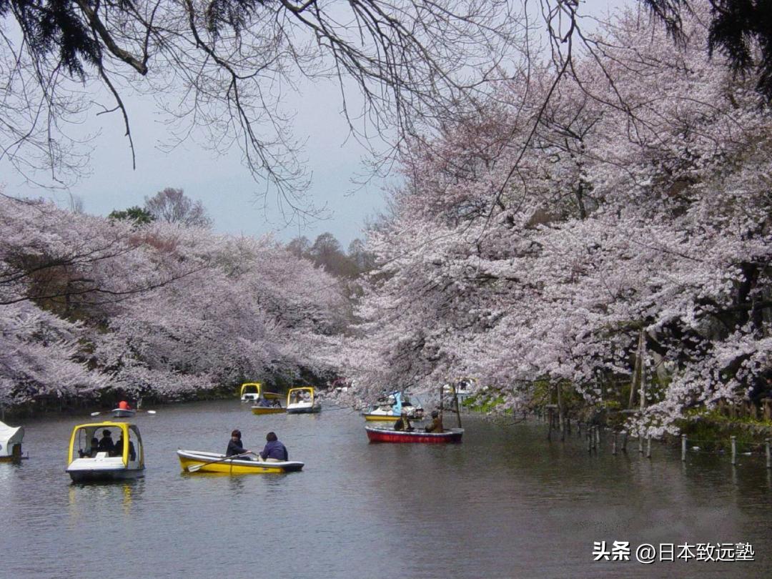 东京赏樱不完全攻略,2023年东京赏樱攻略