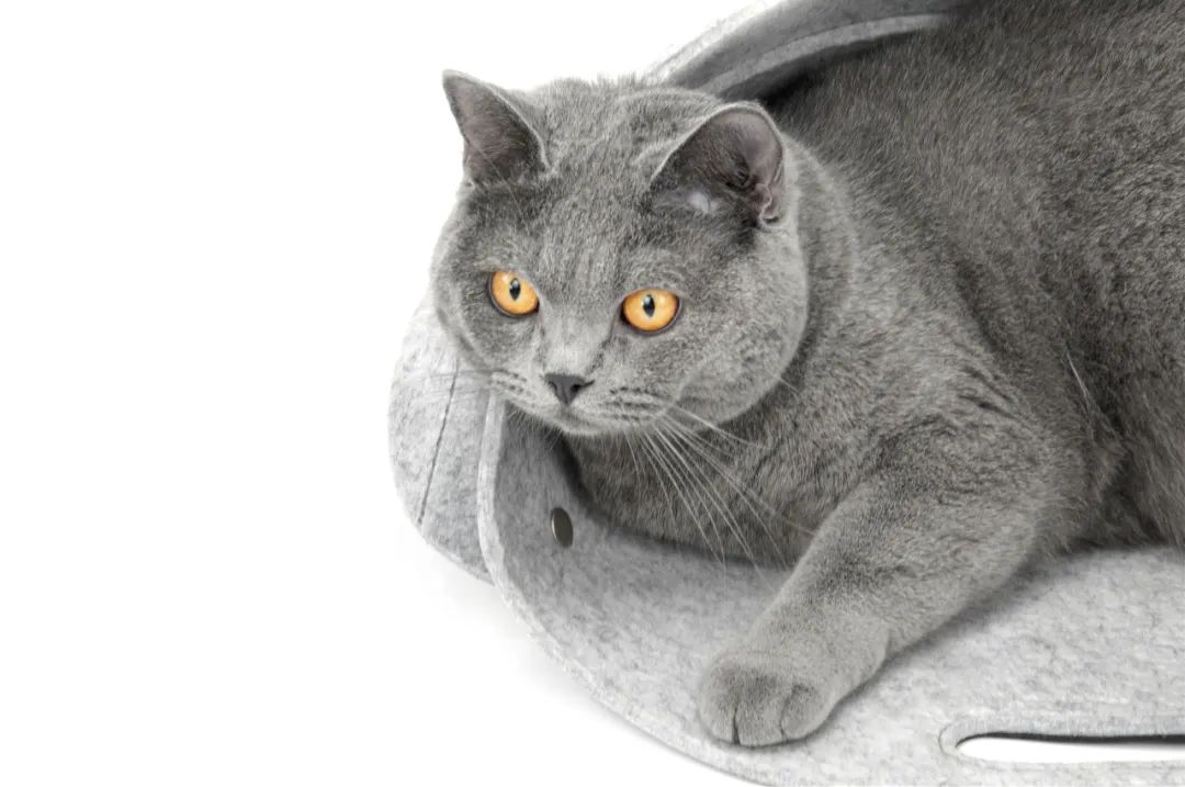 2022年iF设计奖：宠物用品类