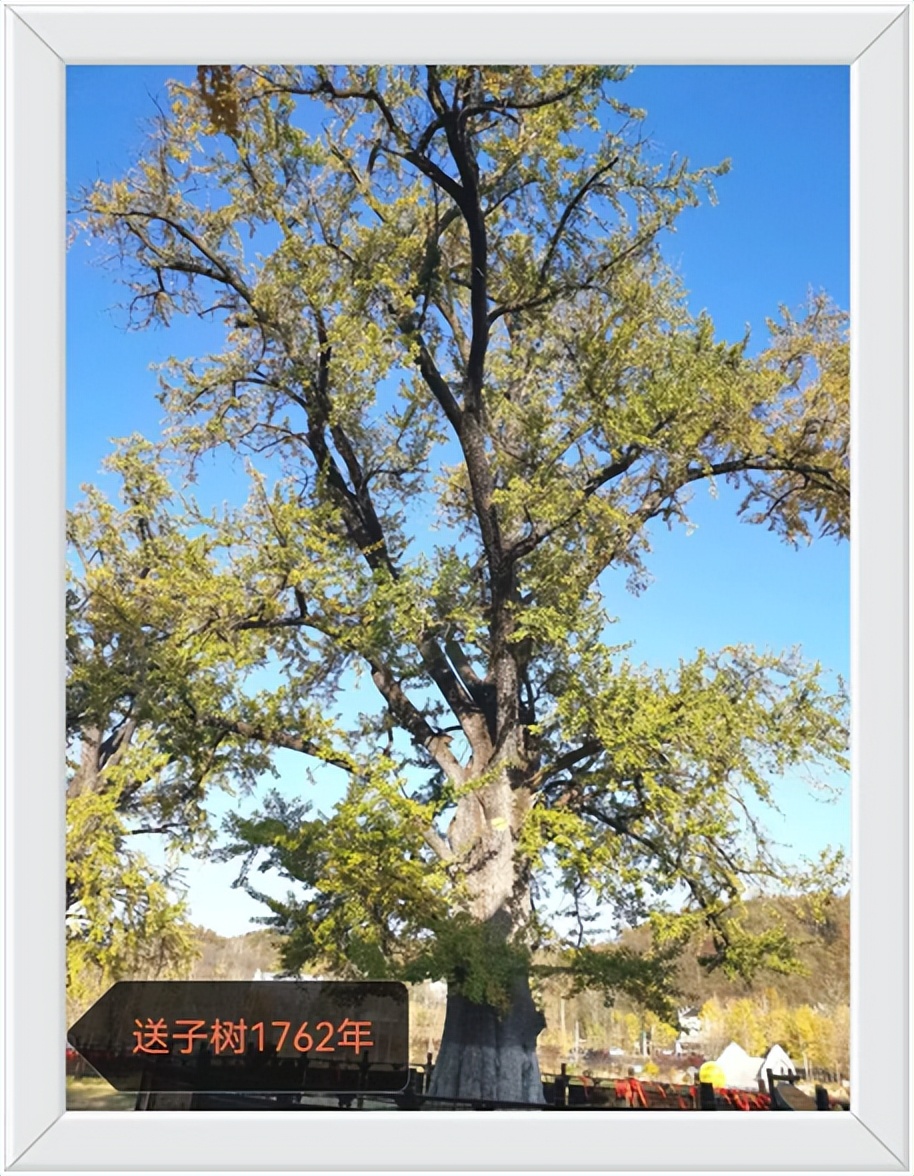 中国千年银杏谷住宿,中国千年银杏谷