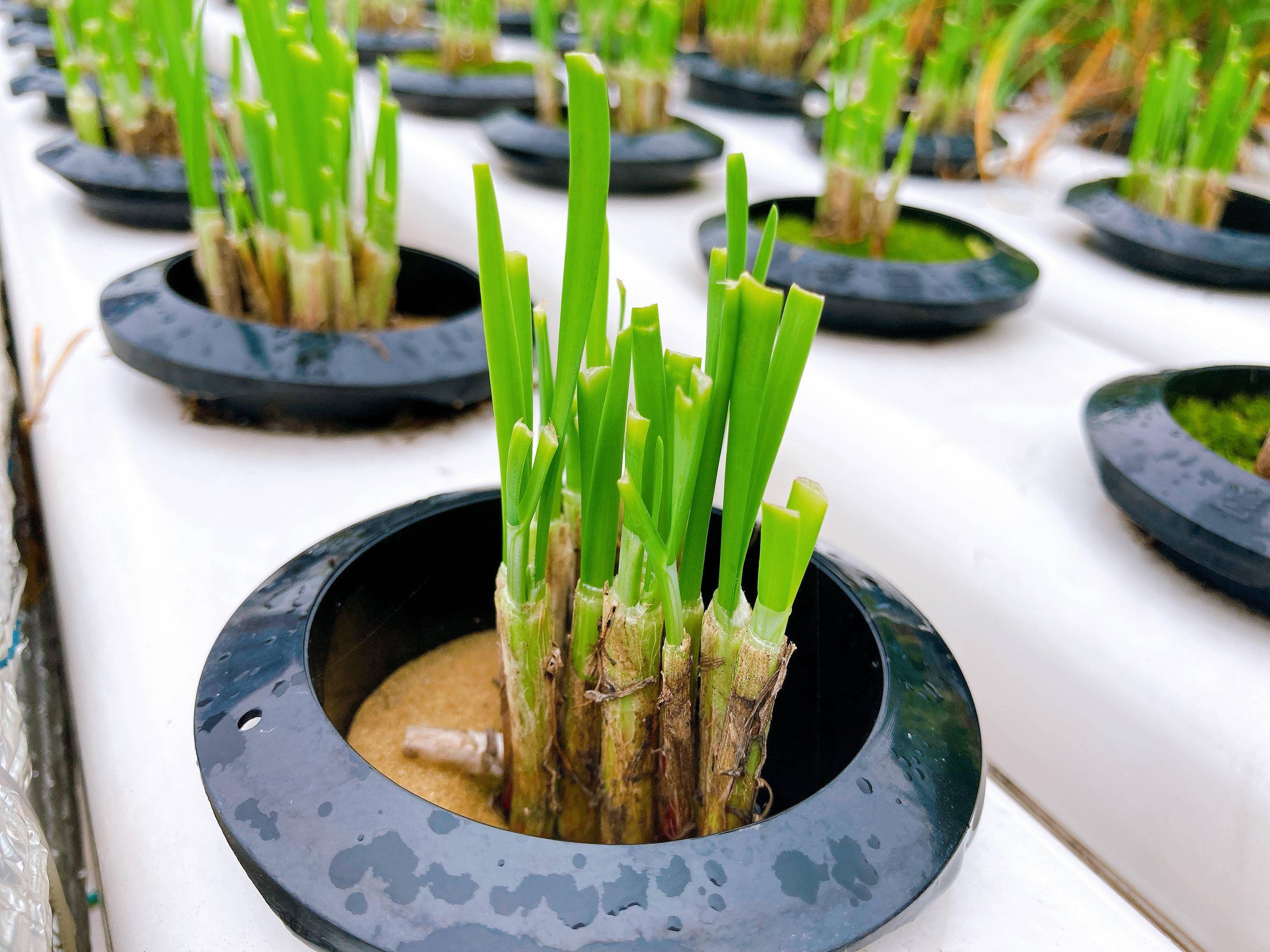 新种的韭菜第一茬一亩能割多少斤,韭菜种植高产方法分享越割越粗壮