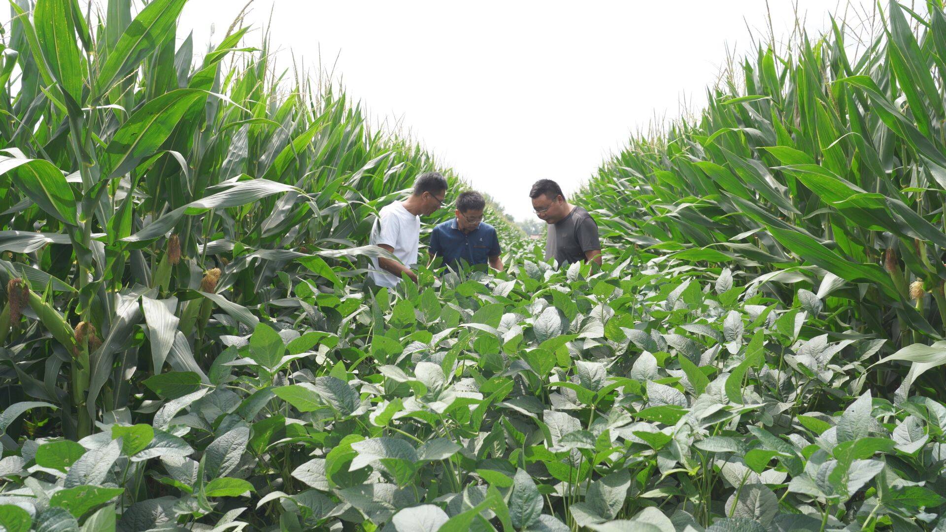 美国会不会停止对中国出口大豆,美国卡脖子最新信息