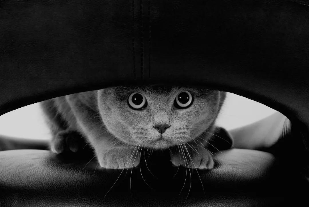 猫的小心思,猫咪的心事你不懂