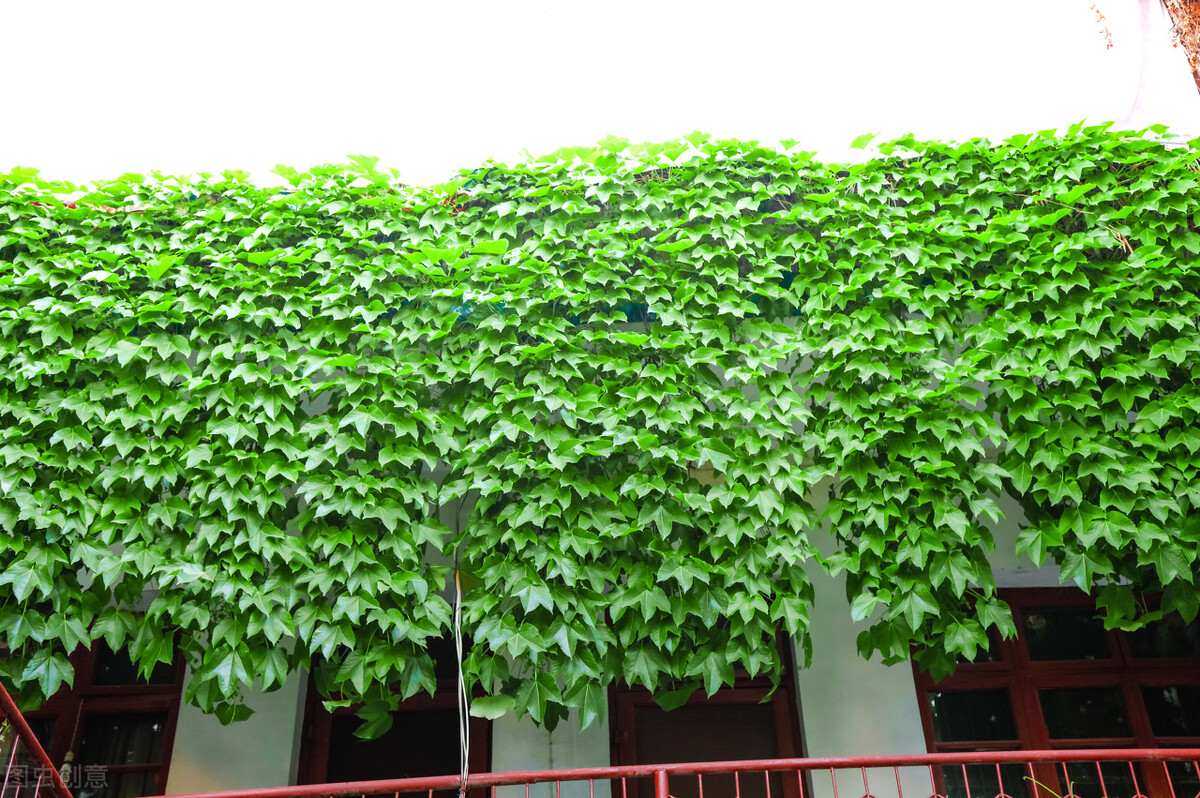 属虎的养什么花好呢,属虎养什么花最好养