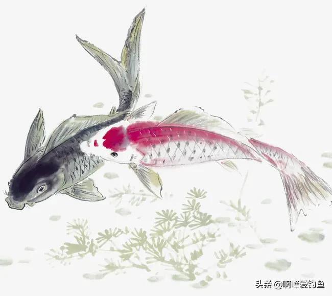 鲤鱼不同的品种食性差别,鲤鱼的种类和区别