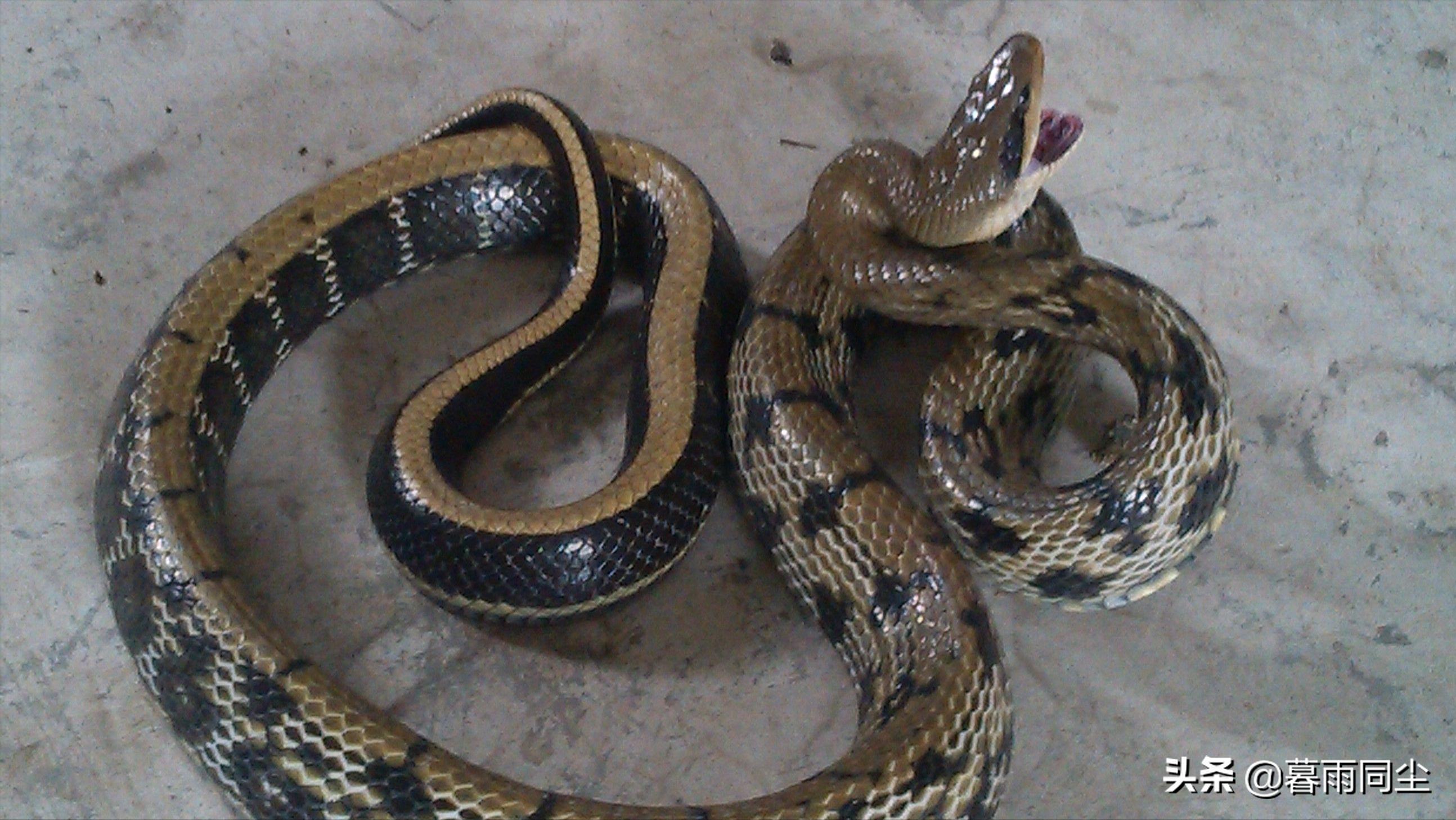 野外旅游怎么防蛇咬伤别人,野外防被蛇咬带什么药可保命