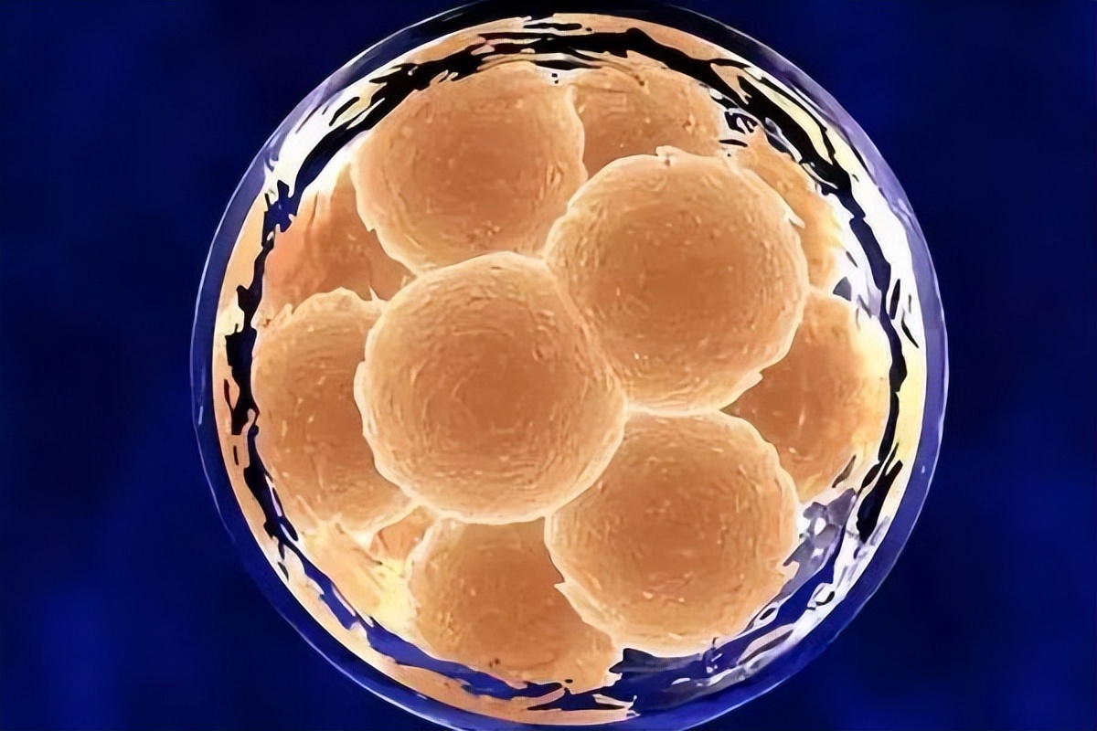 血hcg什么意思,血液hCG什么意思