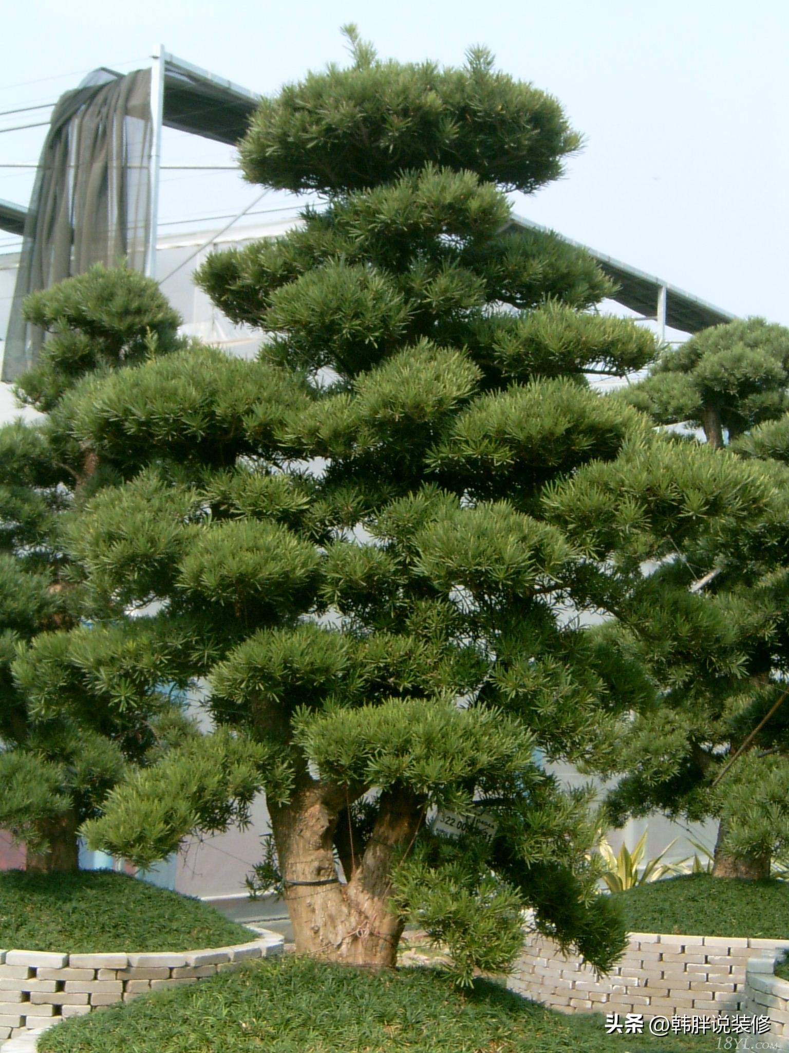 屋前屋后种什么树旺财运,屋前有什么树风水不好