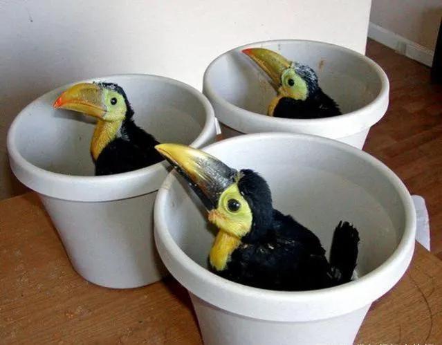 你不知道的国家冷知识伯利兹篇,伯利兹国家为什么那么小