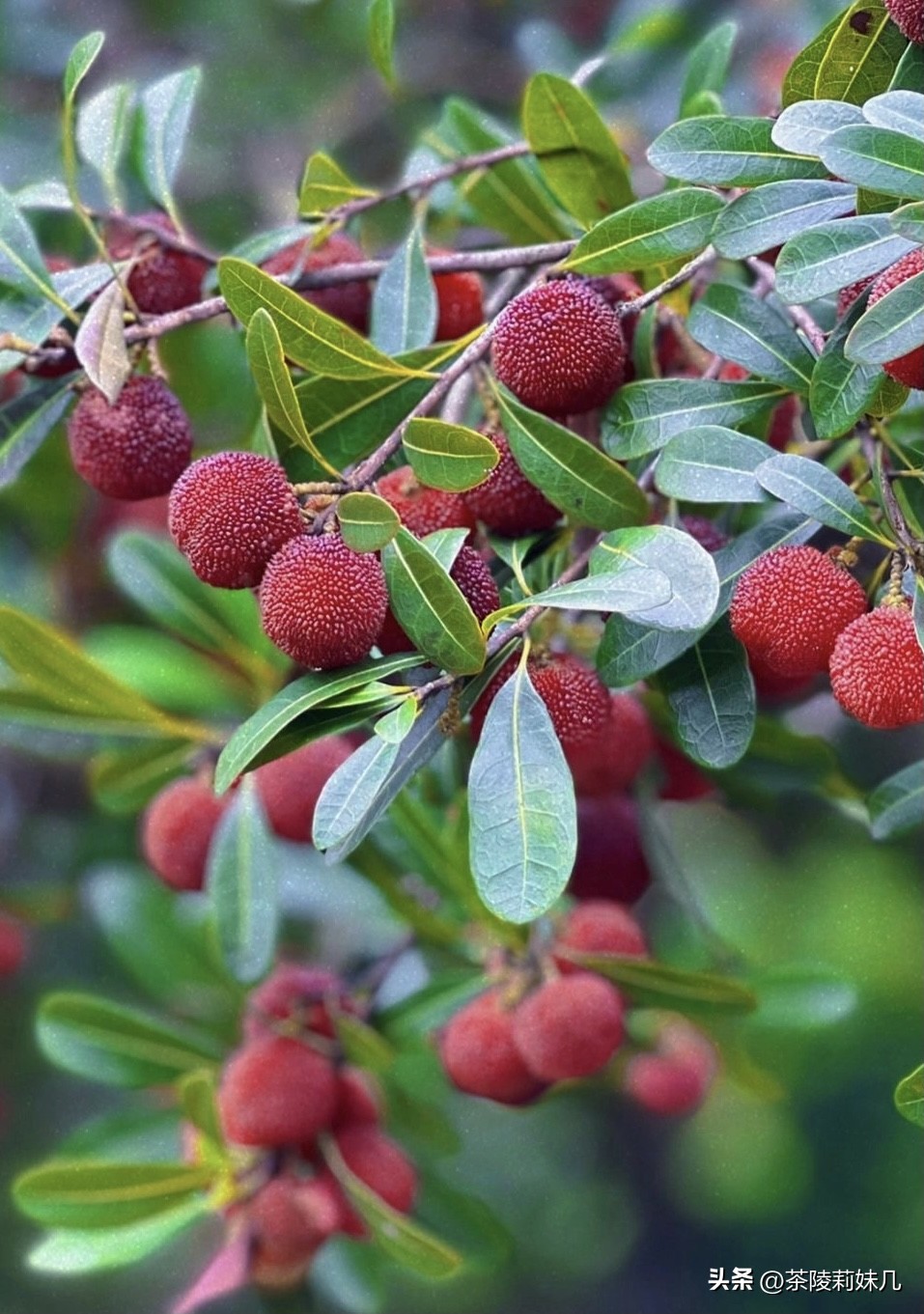 杨梅酒要按怎样的比例才泡得好喝,杨梅酒兑柠檬水会不会上头