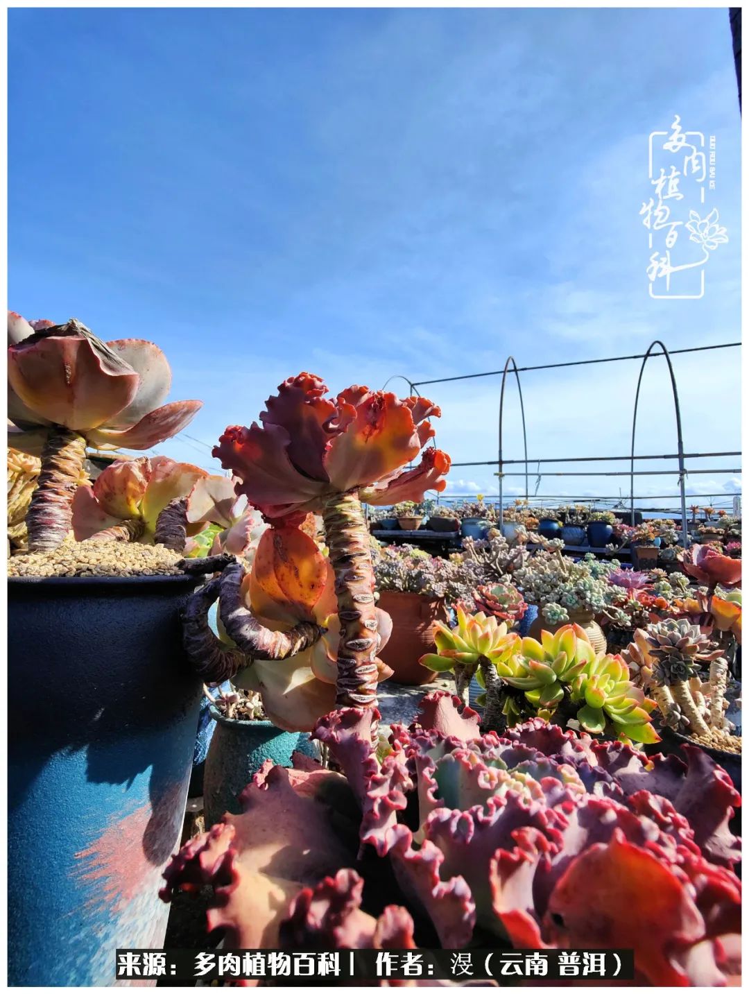 云南的冬天没有云！养肉七年，不谈得失，只论陪伴！