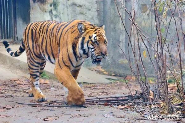 成都动物园里有啥,深圳野生动物园值得去吗