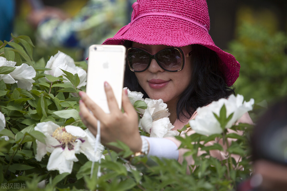 错把芍药当牡丹，亦有诗情美翻天