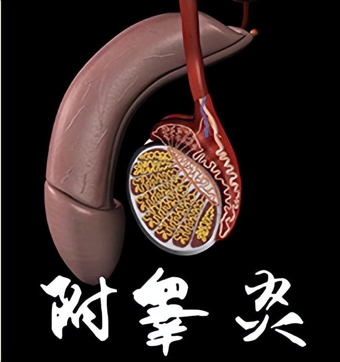 附睾炎放射性疼痛用什么药好,附睾炎疼痛厉害天天上班怎么缓解